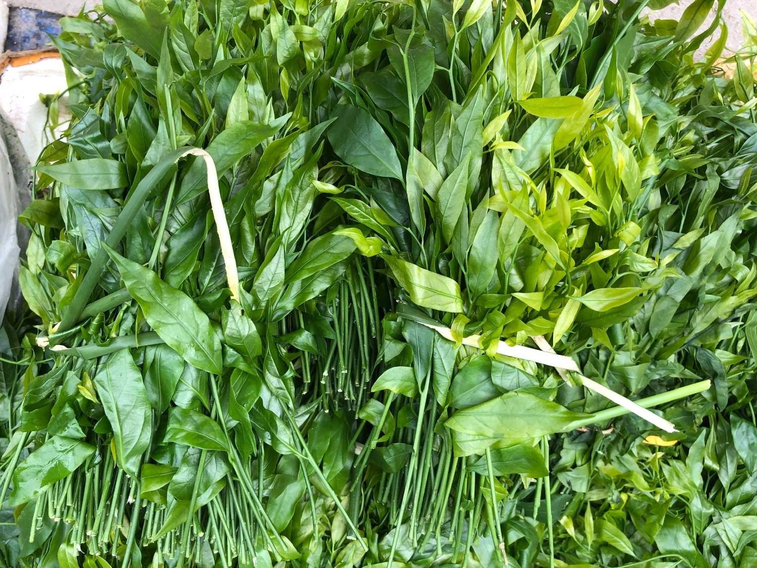 Bán đảo Sơn Trà cẩm nang khám phá cực chi tiết từ A đến Z