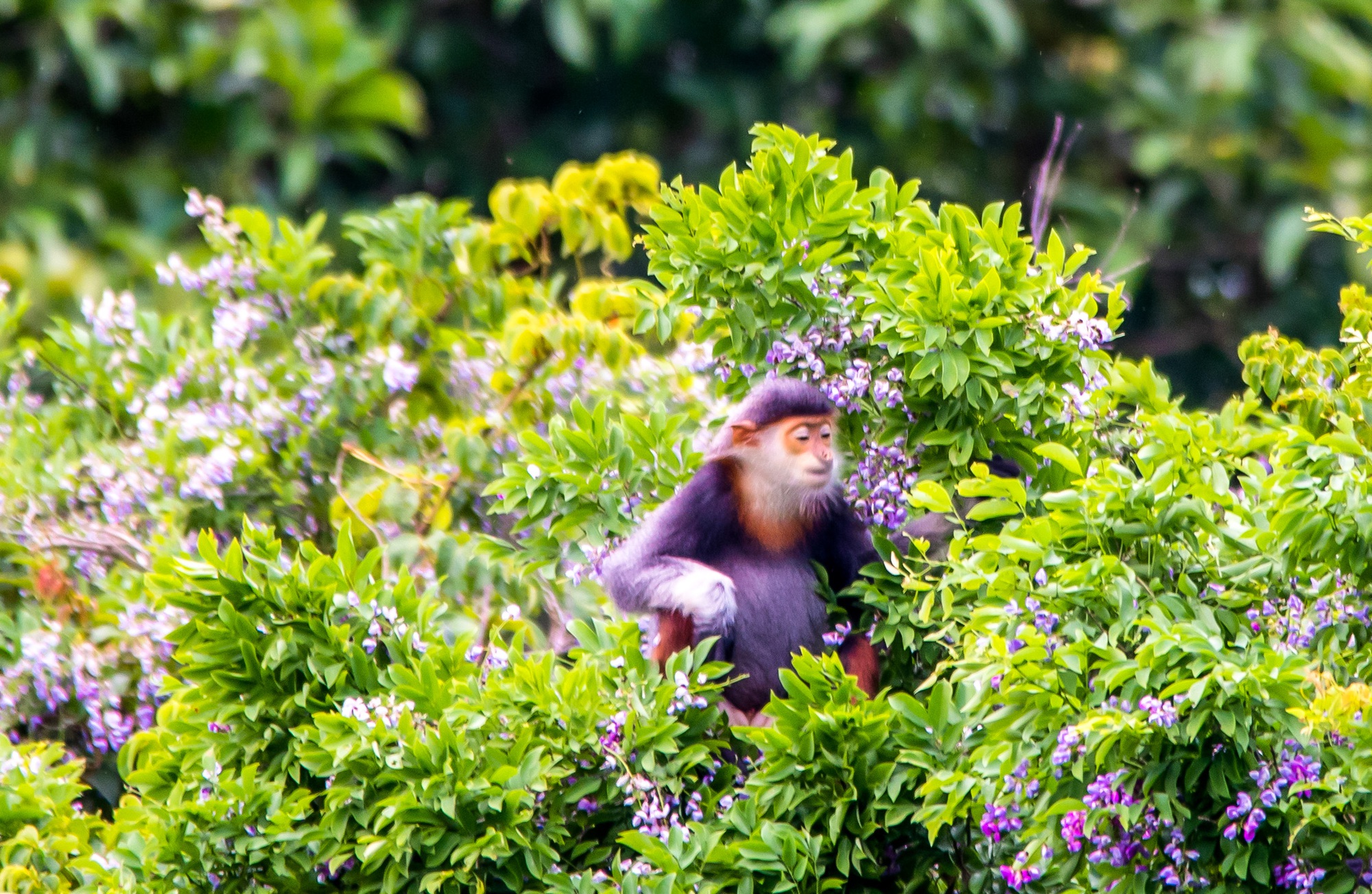 Bán đảo Sơn Trà cẩm nang khám phá cực chi tiết từ A đến Z