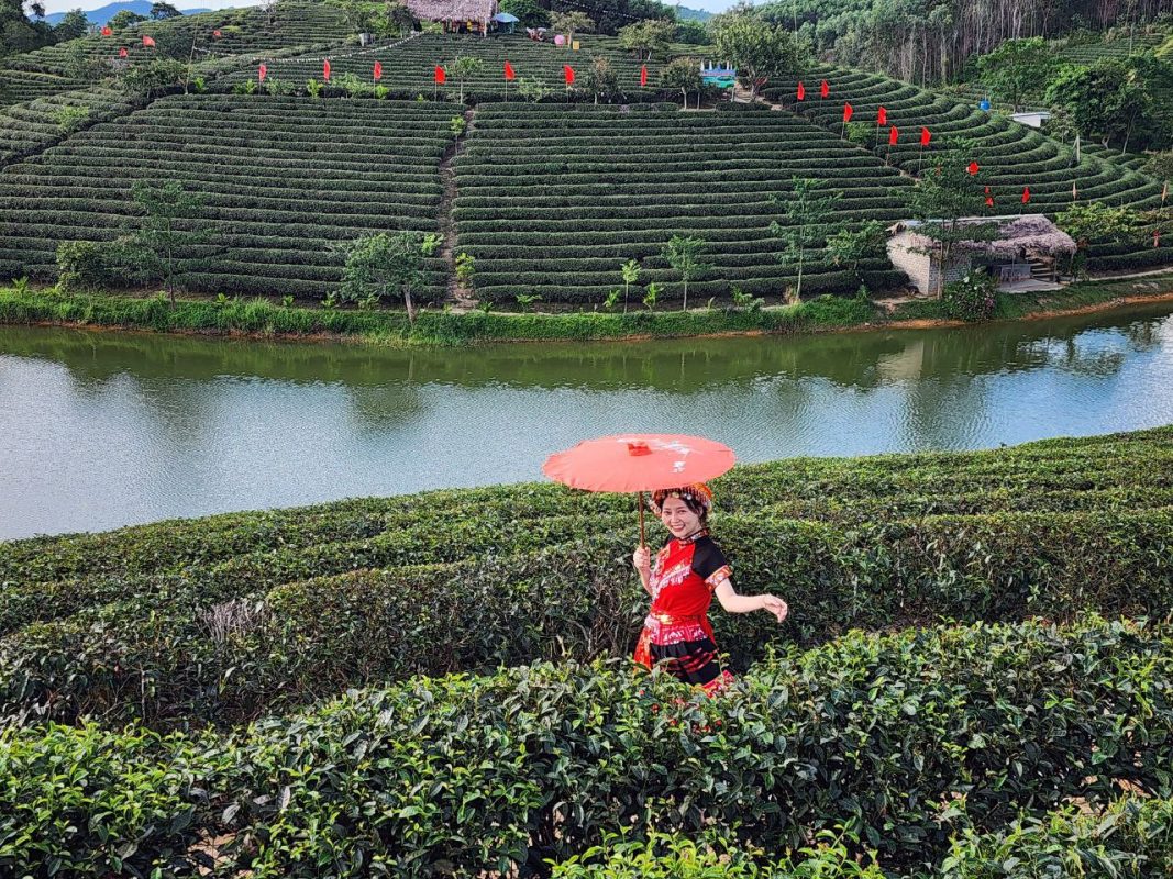 Đồi Chè Đông Giang  - địa điểm phượt ở đà nẵng cực đỉnh