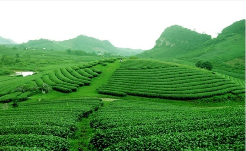 Đồi chè Đông Giang