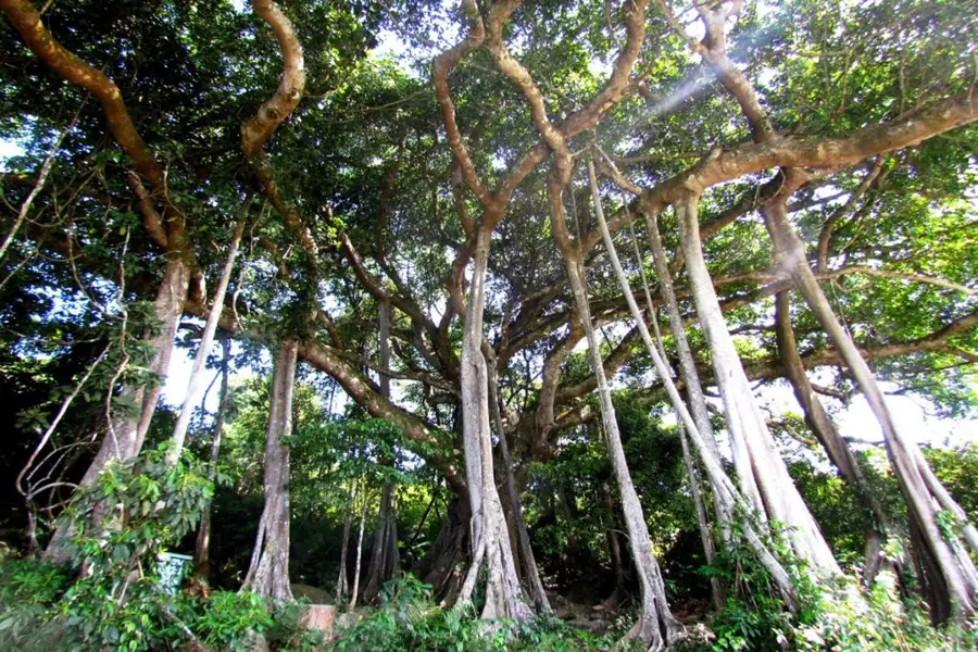 Cây đa ngàn năm tại bán đảo Sơn Trà